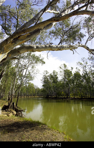 Murray River et parc d'état de Barmah Australie Victoria Banque D'Images