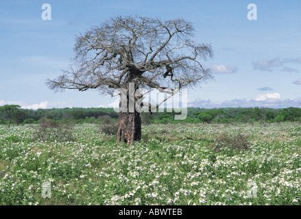 Baobab sans feuilles à la fin de la saison sèche Banque D'Images