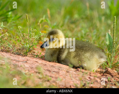 Canada Goose Branta canadensis, Gosling, libre. New York, USA. Banque D'Images