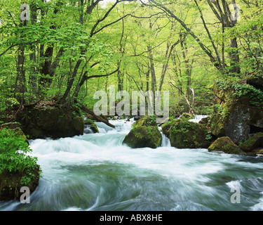 Oirase Stream forêt Japon Banque D'Images