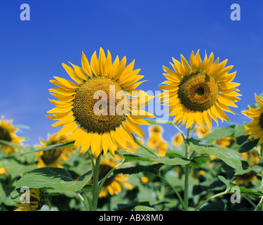 Beaux tournesols jaunes sur une journée ensoleillée Banque D'Images