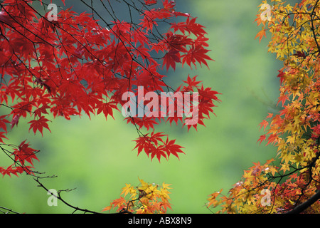 Feuilles d'érable rouge Banque D'Images