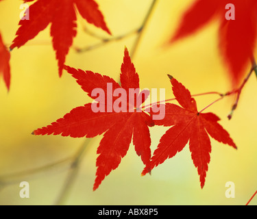 Close up rouge vif des feuilles d'érable Banque D'Images