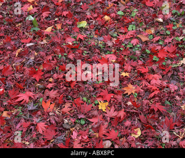 Dispersés de feuilles d'érable Banque D'Images
