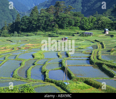 Le riz paddy de Antonio Village Nagano Japon Banque D'Images