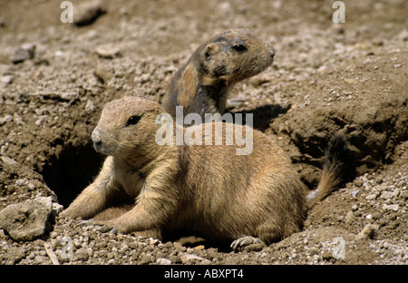 Deux chiens de prairie Cynomys ludovicianus spermophiles ou terrier en entrée dans un zone désertique du Nouveau Mexique USA mue Banque D'Images