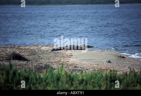 Crocodile américain sur l'Île Cabritos soleils dans le lac Enriquillo en République Dominicaine Banque D'Images