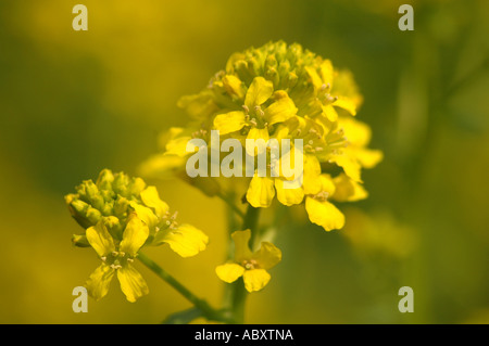 Fusée jaune Barbarea vulgaris fleurs aussi appelé Wintercress Banque D'Images