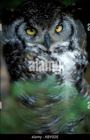 Owl à l'Alaska Raptor Center Alaska AK Sitka Banque D'Images