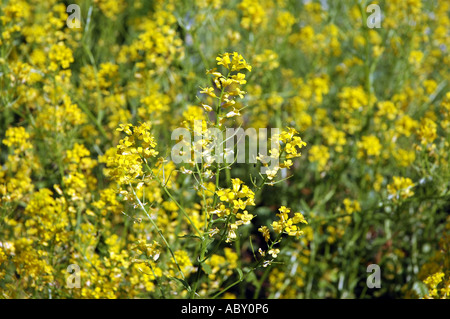 Fusée jaune Barbarea vulgaris fleurs aussi appelé Wintercress Banque D'Images