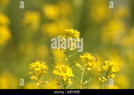 Fusée jaune Barbarea vulgaris fleurs aussi appelé Wintercress Banque D'Images