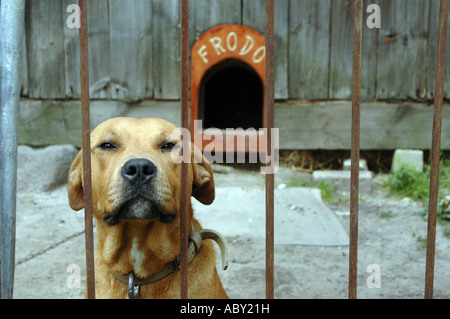 Amstaff half-breed dog Banque D'Images