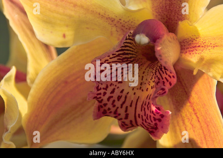 Close-up, orange orchidée cymbidium Banque D'Images