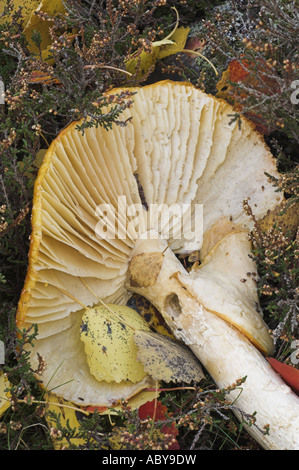 Un champignon Agaric Fly, Amanita muscaria, allongé sur le sol à l'automne près de Braemar dans les Cairngorms, en Écosse. Banque D'Images