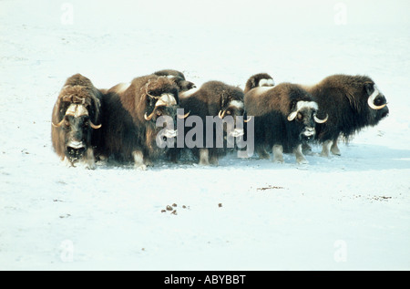 Le BŒUF MUSQUÉ Ovibos moschatus Boeuf musqué Le Bœuf musqué Ovibos moschatus plaine côtière arctique Banque D'Images