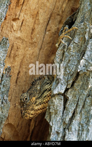 Oriental Garden Lizard sur tronc d'arbre. Banque D'Images