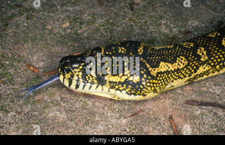 Morelia spilota Carpet Python,. Serpent australien avec sa langue. Banque D'Images