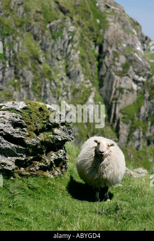 Moutons dans le Snowdonia Banque D'Images