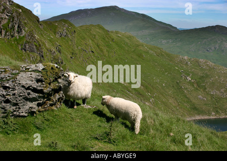 Moutons dans le Snowdonia Banque D'Images