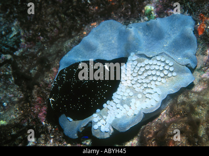 Les porcelaines, ovulation ovule, garde ses oeufs pondus sur un corail en cuir Banque D'Images