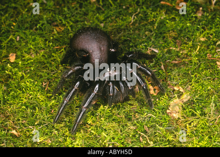 Entonnoir de Sydney, Spider Web Atrax robustus . Ces araignées sont réputés pour leur action rapide et hautement toxiques venin. Banque D'Images