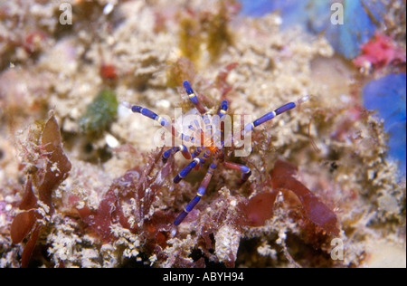 Araignée de mer, Anoplodactylus Pycnogonid evansi Banque D'Images