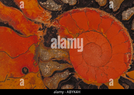 Ammonite fossile du Crétacé spp Placenticeras Maroc Banque D'Images