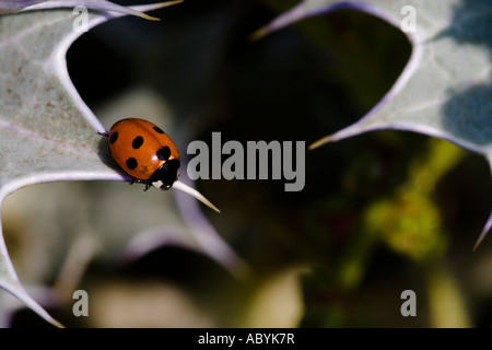 Septième place Coccinelle Coccinellidae sur une mer Holly Plante, Kent England UK Banque D'Images