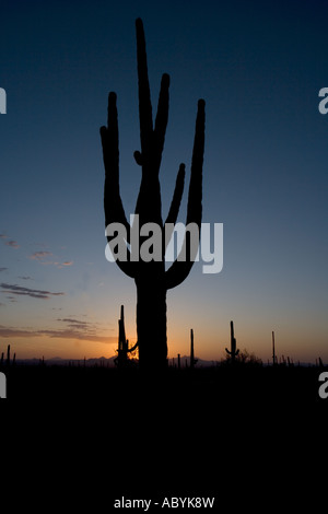 Cactus Saguaro (Carnegiea gigantea) désert de Sonora - Coucher de soleil - Arizona - USA Banque D'Images