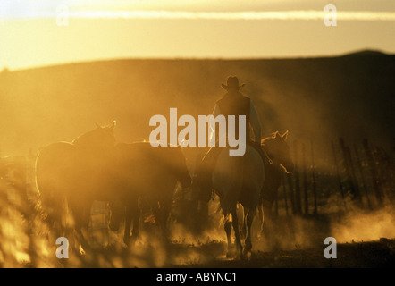 Cowboy avec les chevaux dans la poussière de l'Oregon Banque D'Images