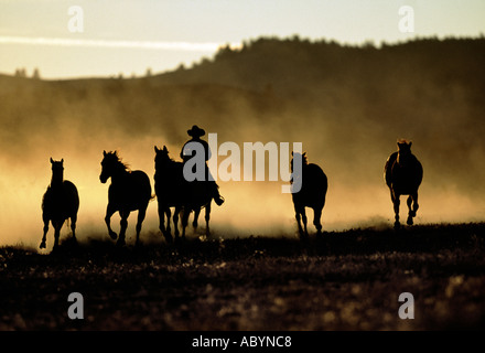 Cowboy et chevaux qui courent au coucher du soleil dans l'Oregon Banque D'Images