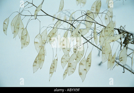 Close-up de l'Honnêteté Lunaria rediviva fruits vivaces en hiver Banque D'Images