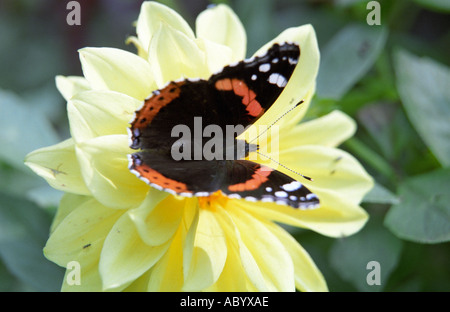 L'amiral rouge Vanessa atalanta papillon sur Dahlia fleur en close-up Banque D'Images