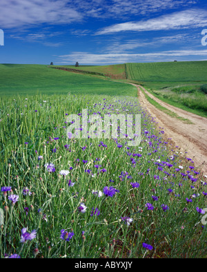 Whitman Comté WA chemin de terre à travers la Palouse hills verte avec boutons baccalauréat Centaurea cyanus fleurir sur le bord de la route Banque D'Images