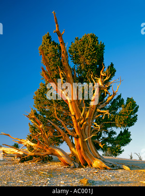 La Forêt nationale d'Inyo CA : La lumière du soleil sur le bristlecone pines dans le Patriarche Grove Banque D'Images