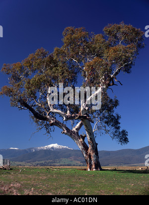 Mt Buller près de Mansfield, Alpes du Sud, Victoria, Australie NE, horizontal, Banque D'Images