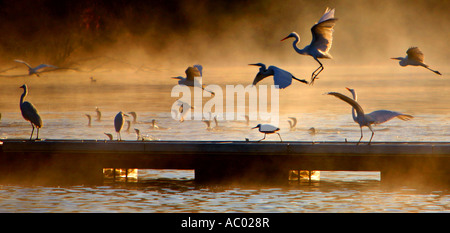 Brume matinale et poules d'eau sur le lac Canyon Canyon Lake dans le Comté de Riverside en Californie United States Banque D'Images