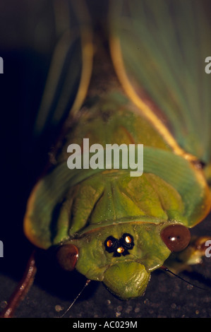 Épicier vert ou jaune lundi cigales Victoria, Australie, Cyclochila australasiae verticale Banque D'Images