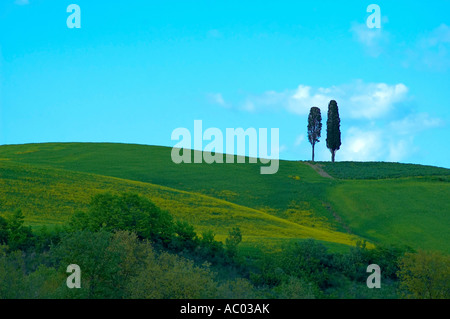 Arbres Le long de ligne de crête dans la région toscane de l'Italie Banque D'Images