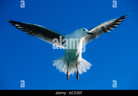 S hartlaubii Hartlaub mouette Larus commun résident de la côte ouest du Cap Afrique du Sud Banque D'Images