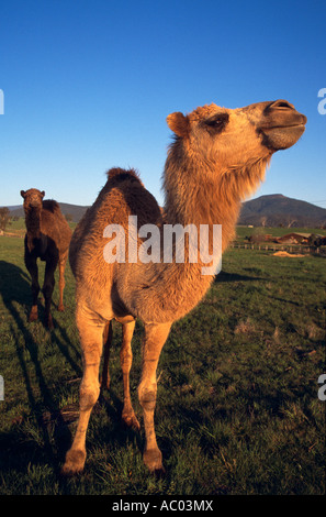 Camel, Merrijig, SW Victoria, Australie, Vertical, Camelus dromedarius Banque D'Images