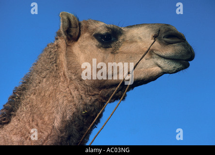 L'Australie, de chameau Camelus dromedarius, Horizontale Banque D'Images