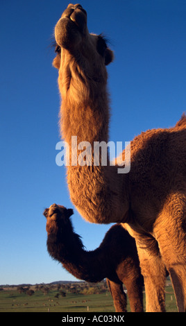 Les chameaux, l'Australie, Vertical Camelus dromedarius Banque D'Images