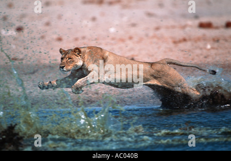 Panthera leo Lion Lionne traque et chasse ses proies à l'Etosha Waterhole N P Namibie Banque D'Images