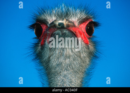 Struthio camelus autruche premier mâle oiseau Afrique Banque D'Images