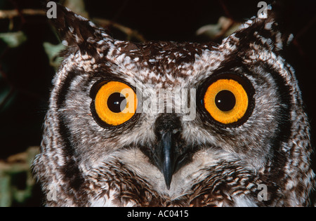 Spotted Eagle Owl Bubo africanus Afrique Banque D'Images