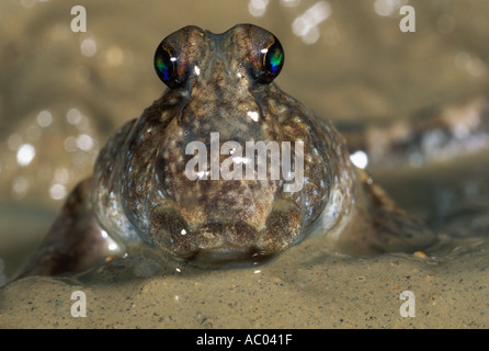 Skipper boue Periophthalmus mangroves tropicales dans le monde entier Worldwide Dist Banque D'Images