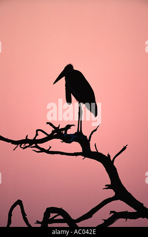 Flamant rose (Phoenicopterus ruber crumeniferus Marabou Stork en silhouette contre le lever du soleil l'Afrique subsaharienne Banque D'Images