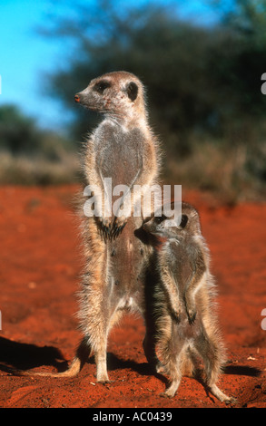 Meerkat Suricate Suricata suricatta Sentinel s se tenir debout pour avoir vue plus large de l'Afrique du sud du désert de Kalahari zone Banque D'Images