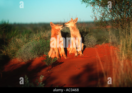 Dingo Canis familiaris dingo a présenté à l'Australie il y a environ 3 000 ans l'Australie Banque D'Images